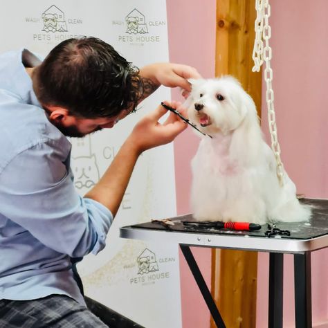 Pets House Salon de toilettage chiens